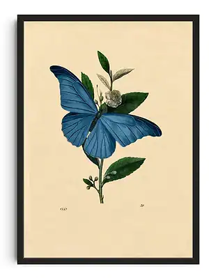 Audubon Blue Morpho Butterfly