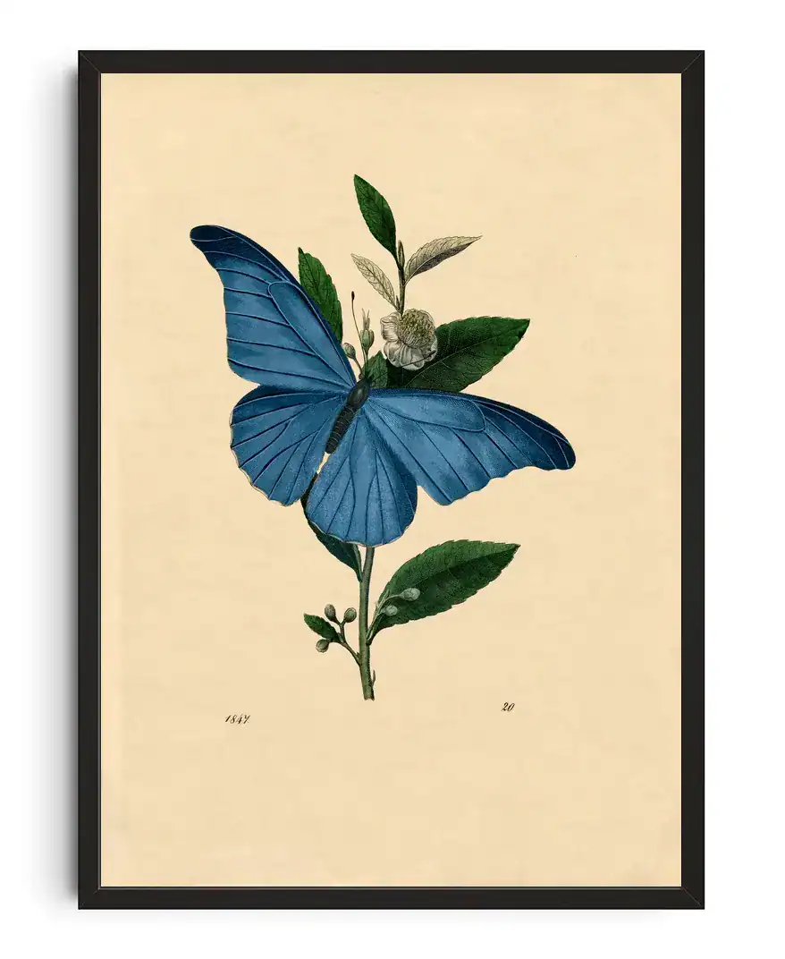 Audubon Blue Morpho Butterfly