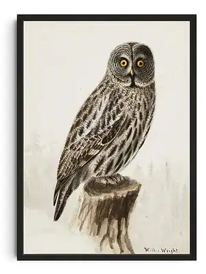 Contemplative Owl Watchfulness