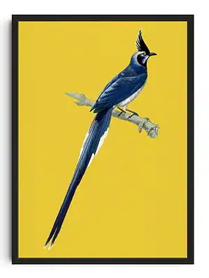 Elegant Bird Of Paradise