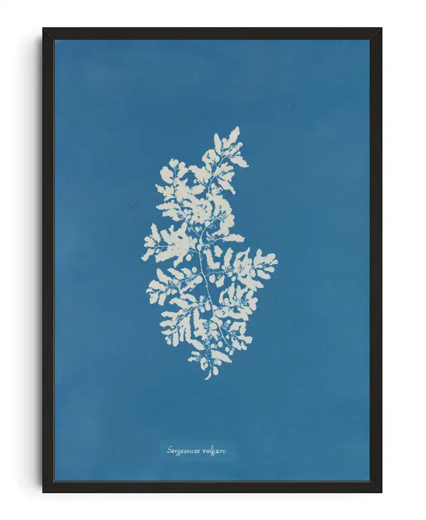 Herschel Sargassum Vulgare